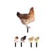 thumbnail image 3 of Juego de 5 piezas de escultura de pollo, estaca de jardín, estatua de animal, estacas de jardín para caminos, 3 of 9