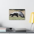 thumbnail image 4 of Skunks Hunting Skunks on Hunt Print Animal Wall Art Wildlife Canvas Prints Wall Art Ready to Hang Unframed, 4 of 18