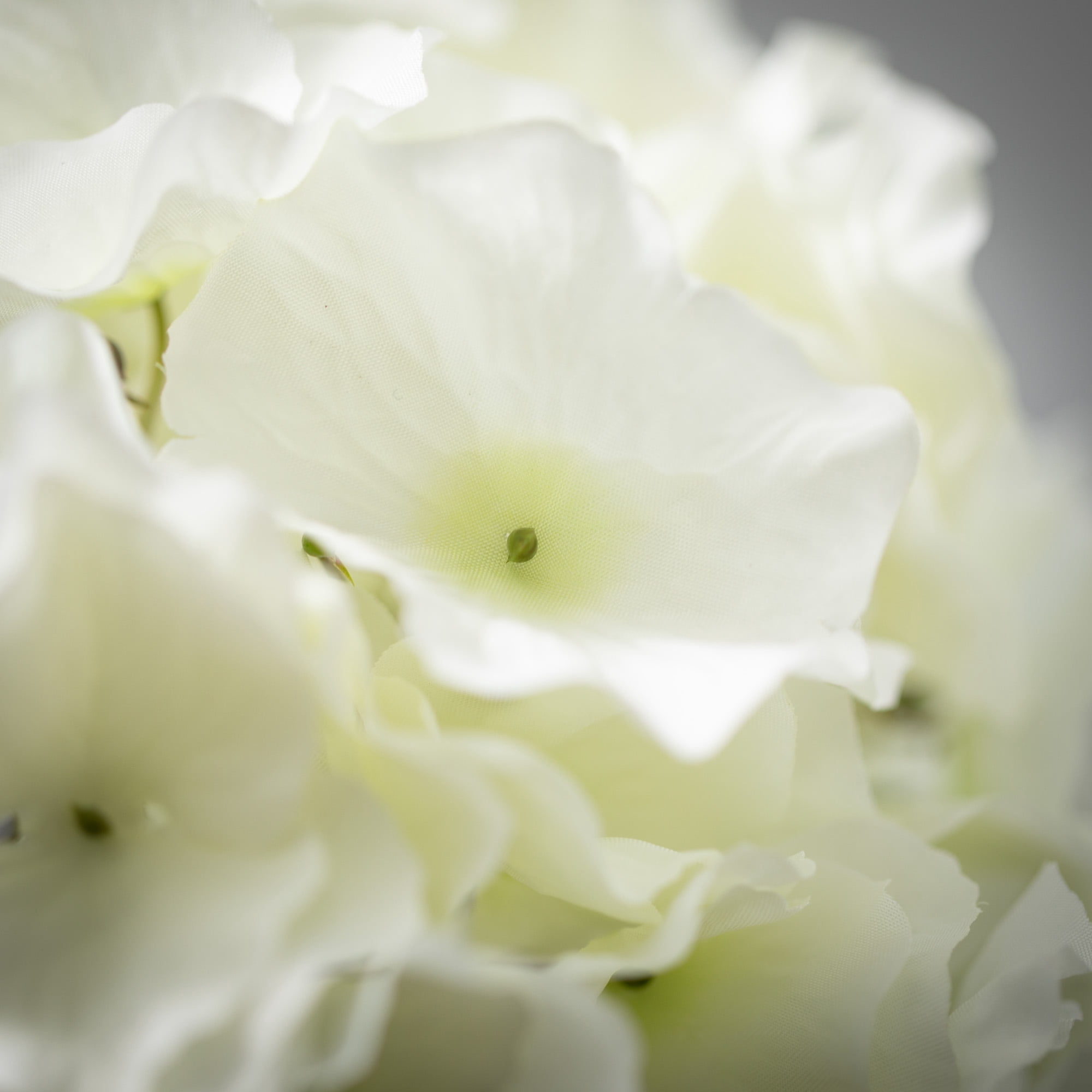 28"H Sullivans Cottage Cream Hydrangea Bloom, Cream