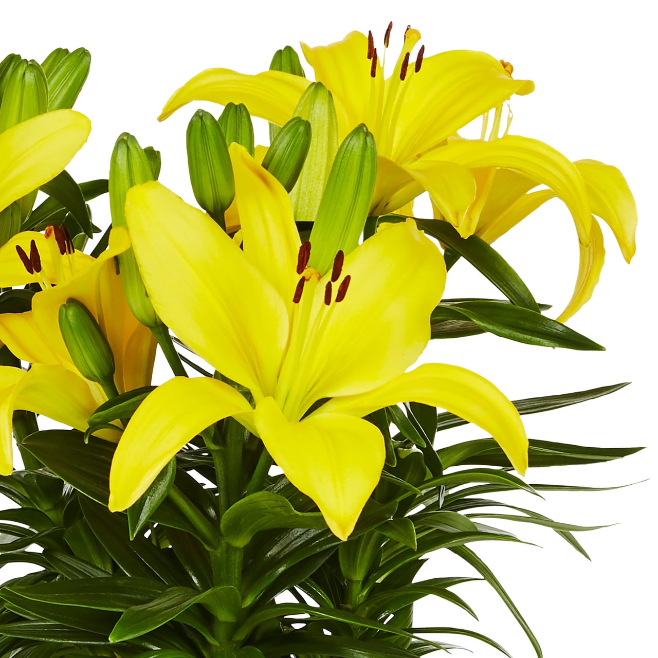 Expert Gardener Asiatic Lily Live Perennial Plant, Yellow, 3-Pack