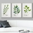 thumbnail image 3 of wall26 Framed Canvas Print Wall Art Set Pastel Thyme Bay Leaf Parsley Herbs Nature Wilderness Illustrations Modern Art Bohemian Decorative Rustic for Living Room, Bedroom, Office - 24"x36"x, 3 of 5