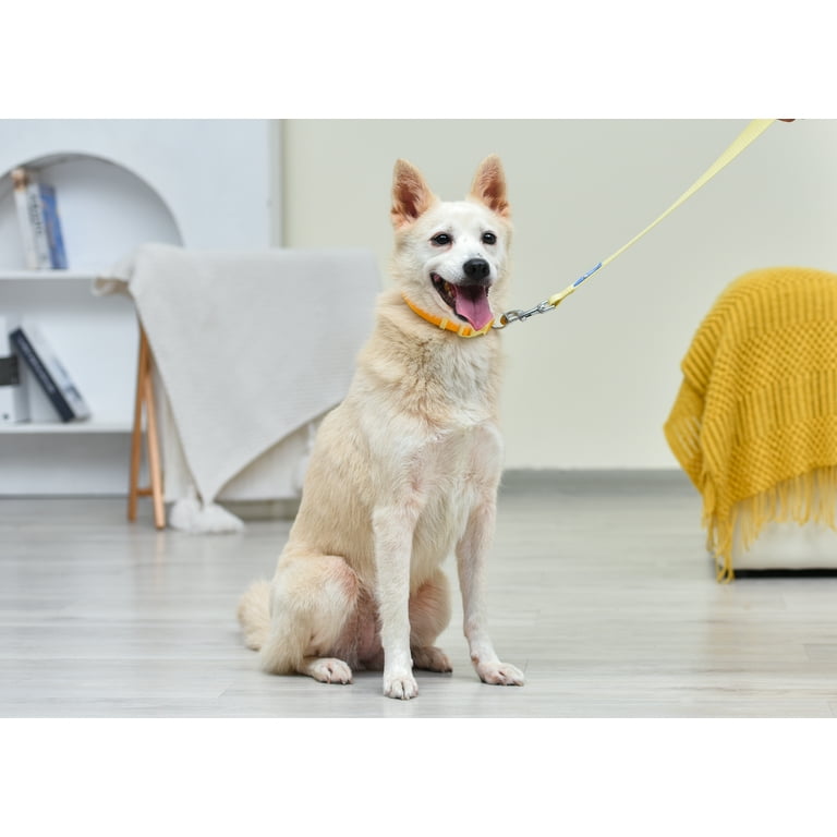  Yellow Dog Design, Fleur de Lis Gold Dog Leash, Extra Small  3/8 x 60 (5 ft.) : Pet Supplies