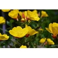 thumbnail image 4 of 1000 YELLOW EVENING PRIMROSE Oenothera lamarckiana Flower Seeds, 4 of 8