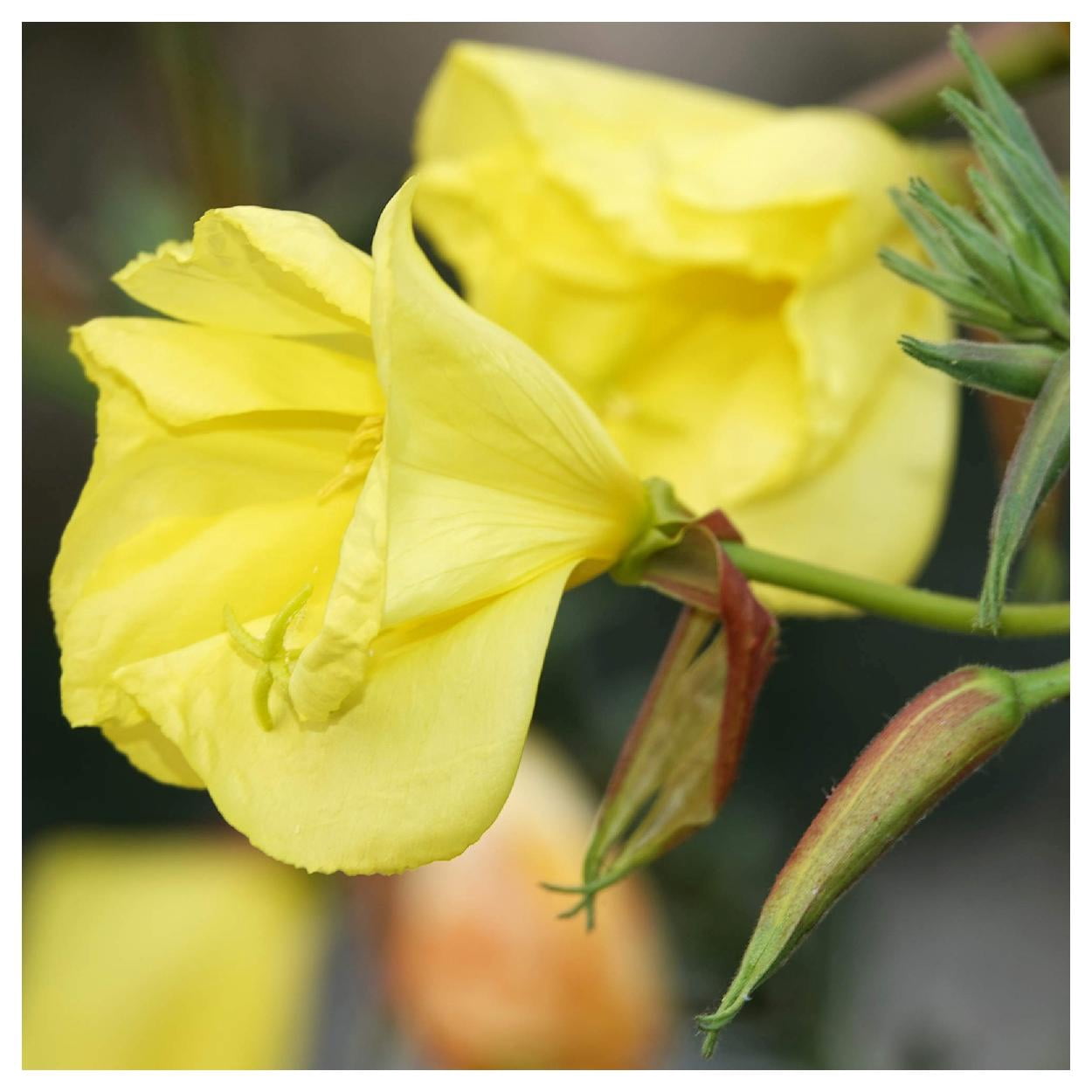 Everwilde Farms - 1/4 lb Tall Evening Primrose Native Wildflower Seeds - Gold Vault Bulk Seed Packet