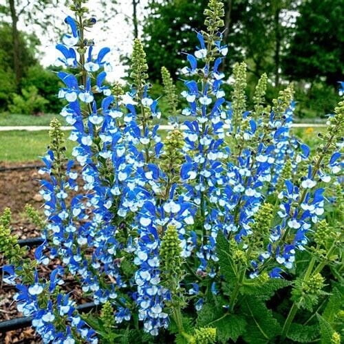 50 Azure Snow Salvia Seeds