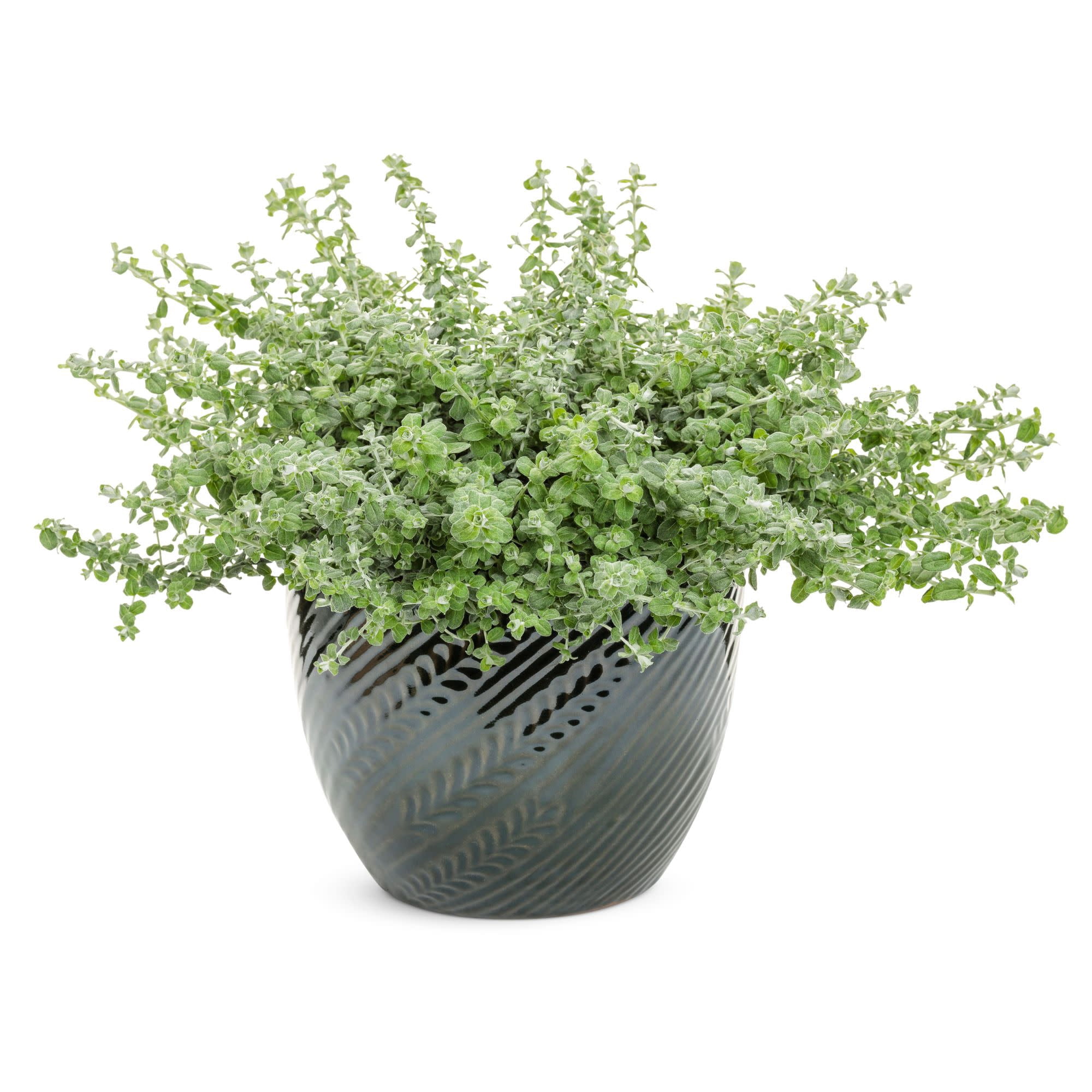 Proven Winners 4" Petite Licorice Licorice Plant Live Plant in 4.25" Pot (4 Count)
