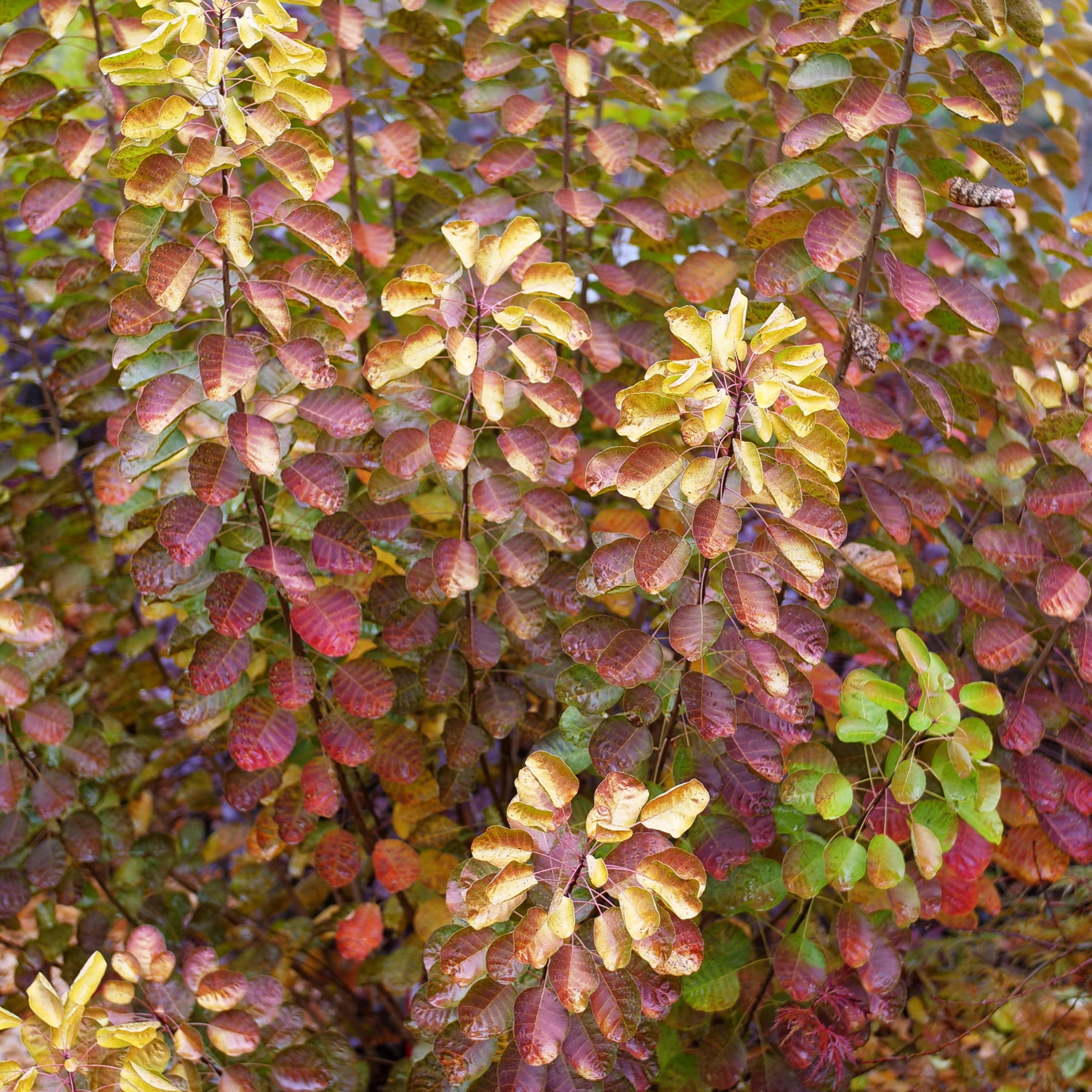 Proven Winners ColorChoice 5" Multicolor Winecraft Gold Smokebush Live Plant in 4.5" Pot (4 Count)