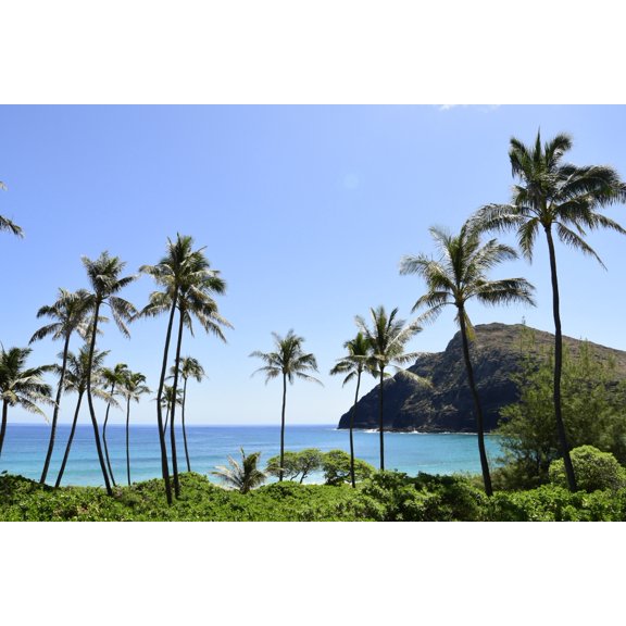 Palm trees along the coast of Waimanalo Bay Oahu Hawaii Canvas Art - Ryan RossottoStocktrek Images (34 x 23)