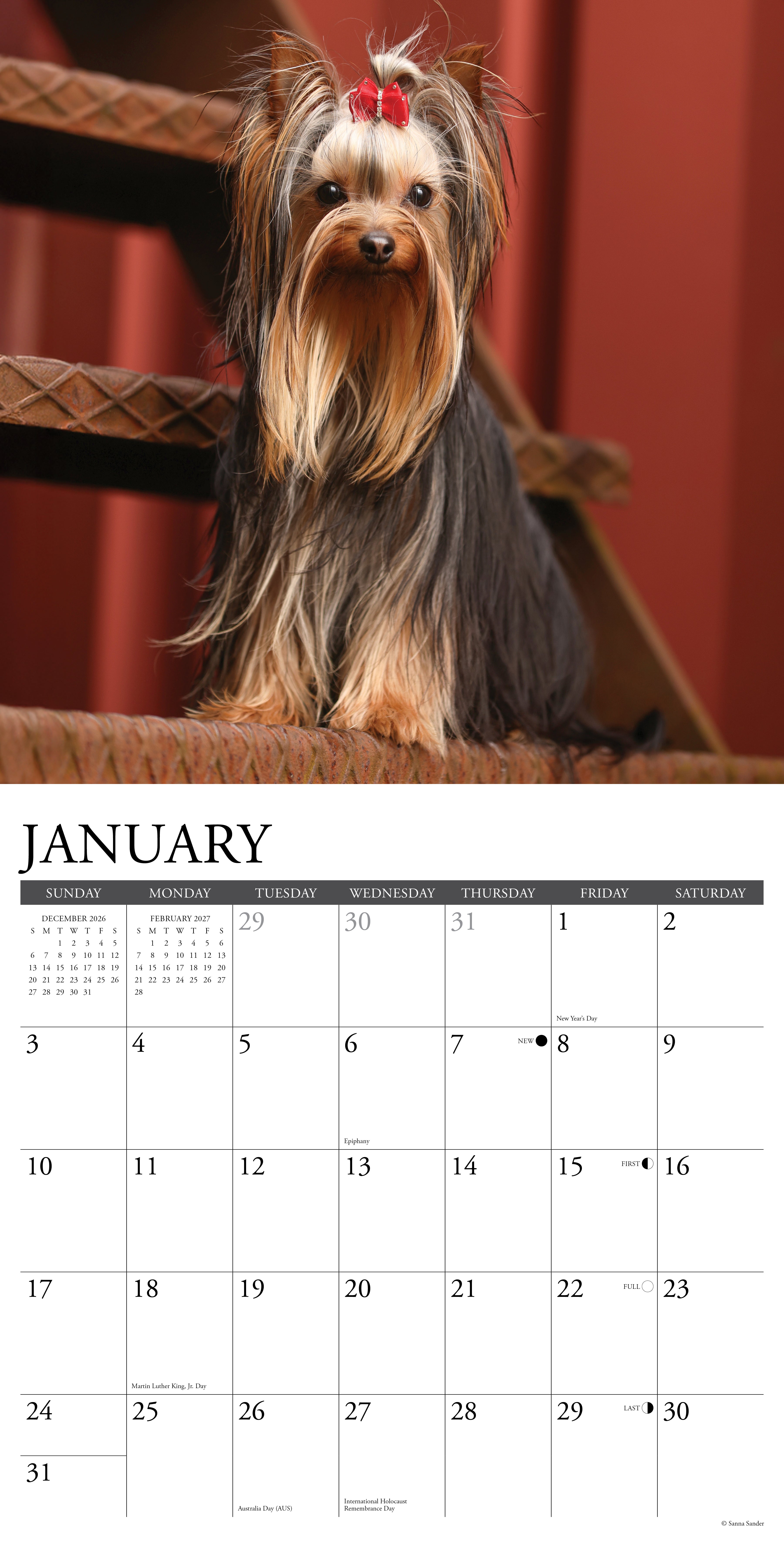 Willow Creek Press, Yorkies 2027 Wall Calendar