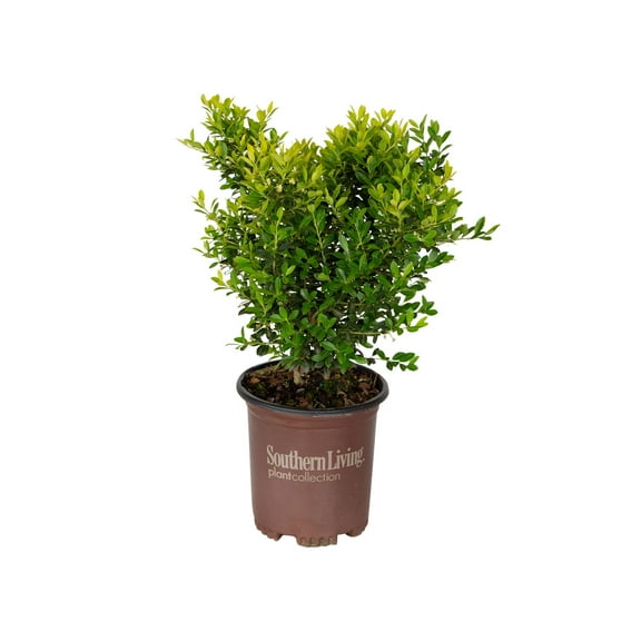 Southern Living Touch of Gold Holly Live Shrub in 2.5-Quart Grower Pot