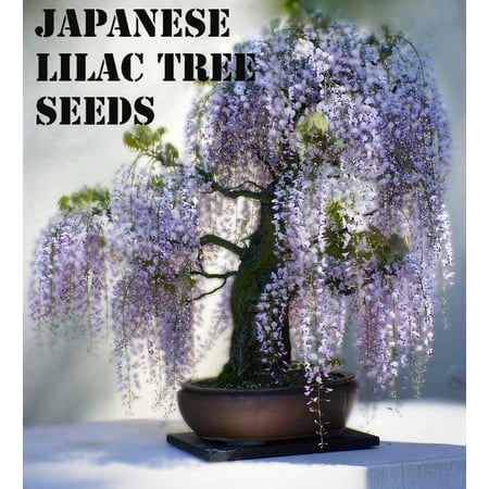 10 Japanese Lilac Tree Seeds