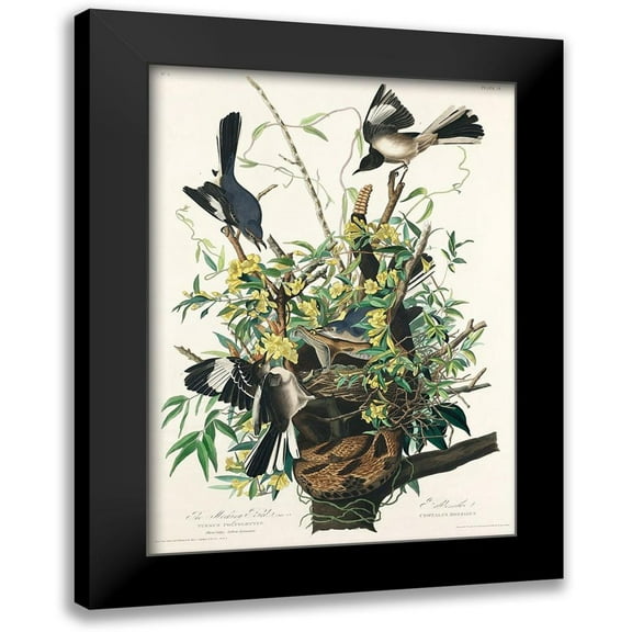 Audubon, John James 11x14 Black Modern Framed Museum Art Print Titled - Mocking Bird