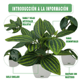 thumbnail image 3 of 4 Macetas Plantas Artificiales Macetas Decorativas Bonsai Lab.G, Blanco, 3 of 5