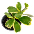 thumbnail image 2 of HOYA KERRII VARIEGATA 6, 2 of 3