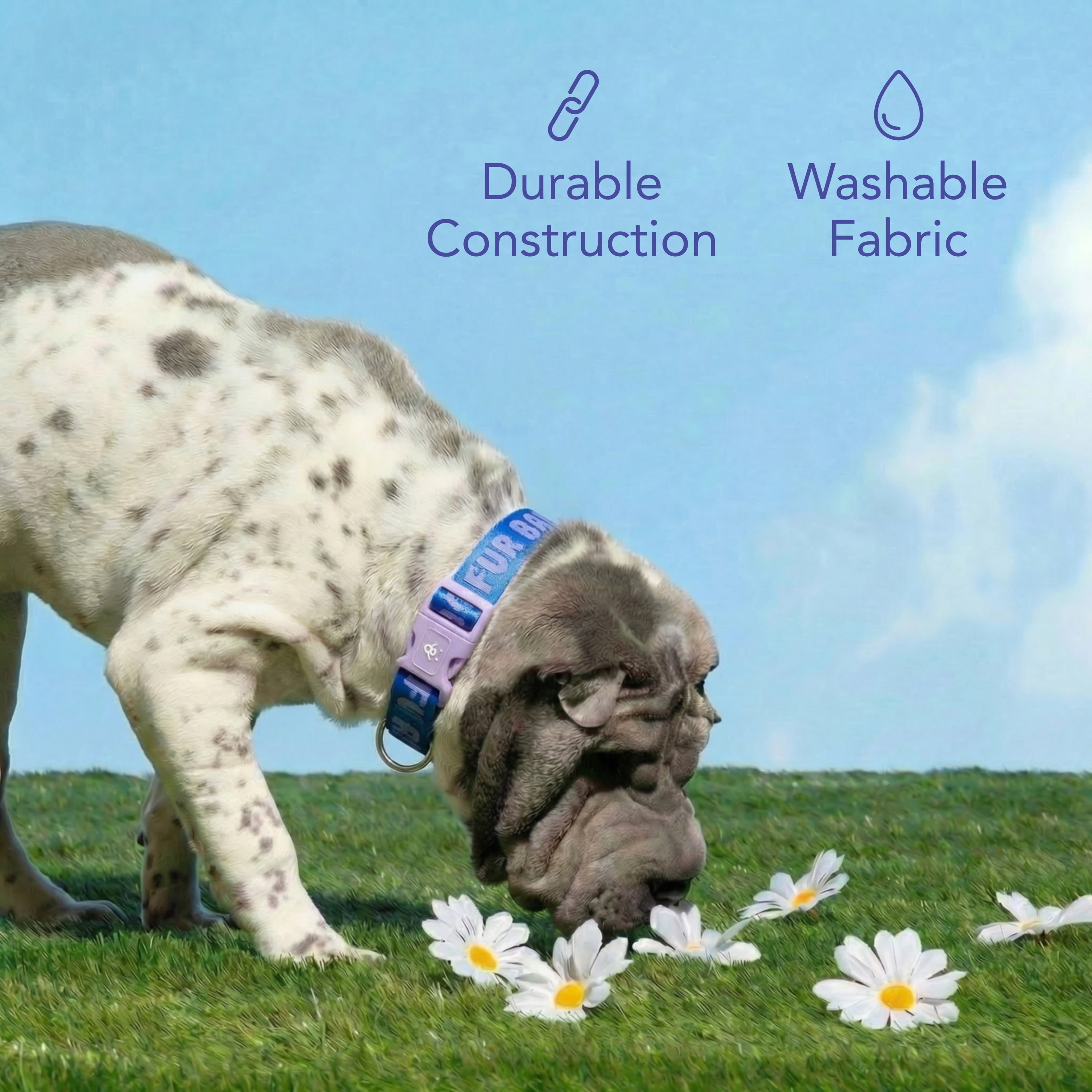 Oodles Fur Baby Polyester Fashion Dog Collar, Blue, XL