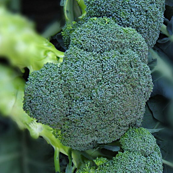 Broccoli Seeds - Asteroid Variety Broccoli Seeds - Non-GMO - 50 Seeds