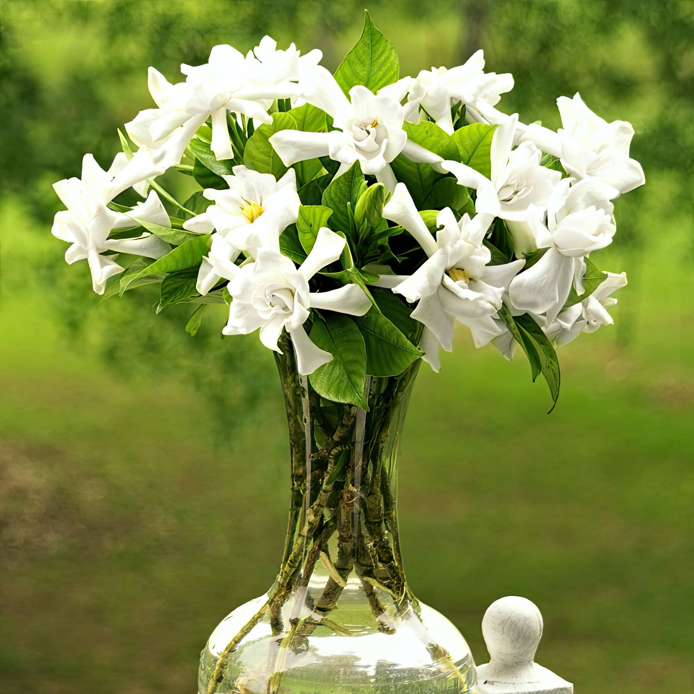 National Plant Network 3 gal. Gardenia Aimee Live Tree with Full Sunlight