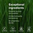 thumbnail image 6 of Vibrant Health, Green Vibrance Packets, Travel-Friendly Vegan Superfood Powder, 15 Packets, 6 of 9