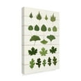 thumbnail image 2 of Trademark Fine Art 'Leaf Chart I Shiplap' Canvas Art by Wild Apple Portfolio, 2 of 4