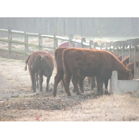 LAMINATED POSTER Cattle Cows Feeding Field Heber Fence Springs Poster Print 24 x