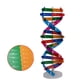 thumbnail image 2 of Modelo de doble hélice de ADN DIY, herramienta de experimentación científica biológica, herramienta de aprendizaje de genes humanos para la escuela y la oficina., 2 of 5