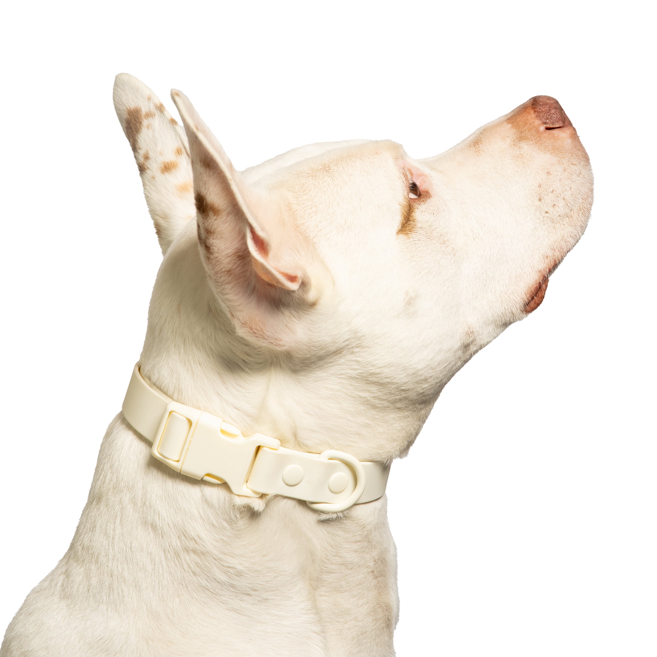 Vibrant Life Fashion Dog Collar, Water and Dirt Resistant, Off-White, Large