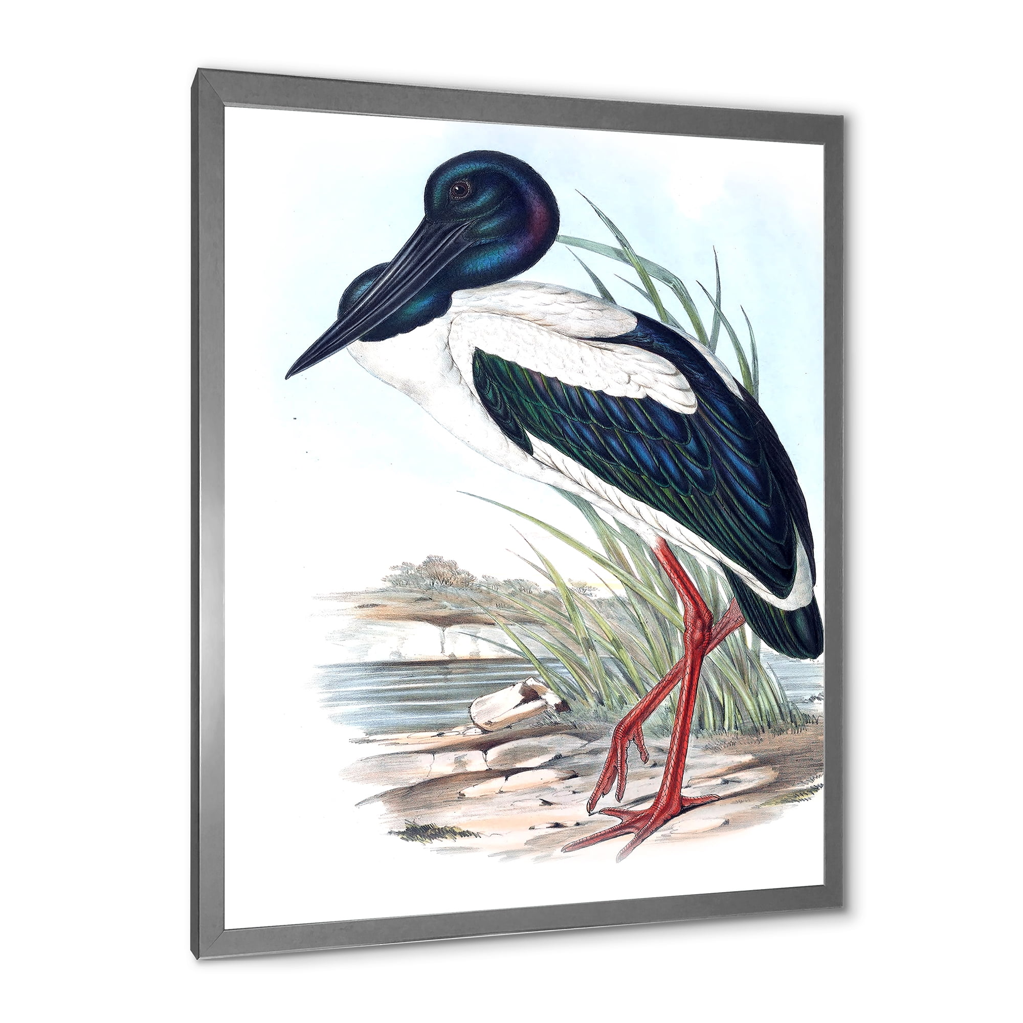 Designart 'Australian Vintage Birds I' Traditional Framed Art Print