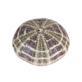 thumbnail image 1 of Trayknick Sea Urchin Shell High Durability Exquisite Shape Eye-catching Seashell Conch Ornament DIY Home Decoration Birthday Gift, 1 of 13