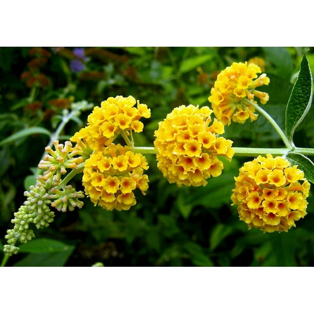 Golden Glow Butterfly Bush Buddleia Fragrant 4" Pot
