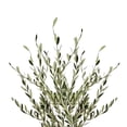 thumbnail image 2 of Bloomingmore Everyday Greenery Olive Branch - Fresh Cut - 150 Stems, 2 of 6
