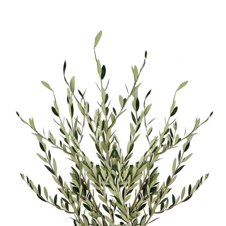 Buy Wholesale Fresh Cut Olive Greenery in Bulk - FiftyFlowers
