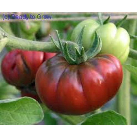 Tomato, Black from TULA, Heirloom, 200 Seeds, Largest Black Tomato-Tasty