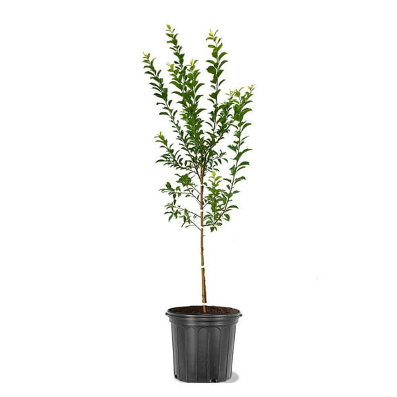 Expert Gardener 3-4 ft. Au Rosa Plum Live Tree in 7-Gallon Grower Pot