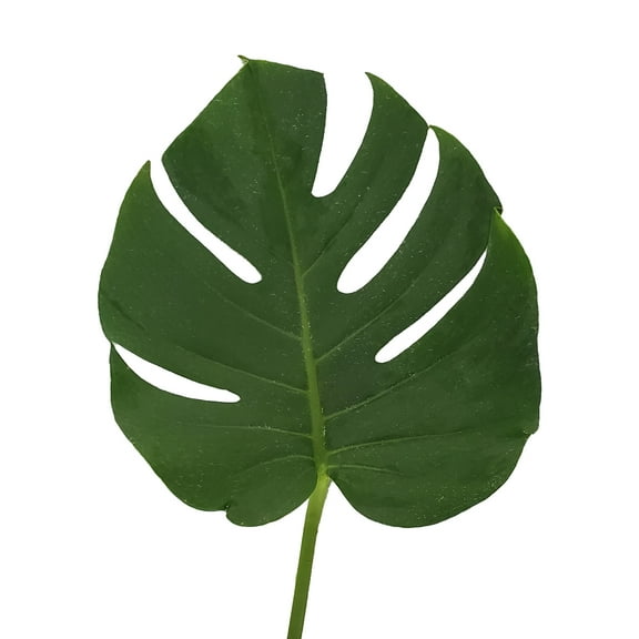 Monstera Leaves Small 8 in. - Fresh Cut - 150 Stems
