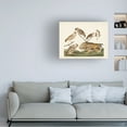 thumbnail image 3 of John James Audubon 'Burrowing Owl' Canvas Art, 3 of 3