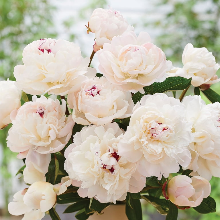Heve PEONYペプラムBL ホワイト Peony 'Raspberry Sundae' | White Flower Farm