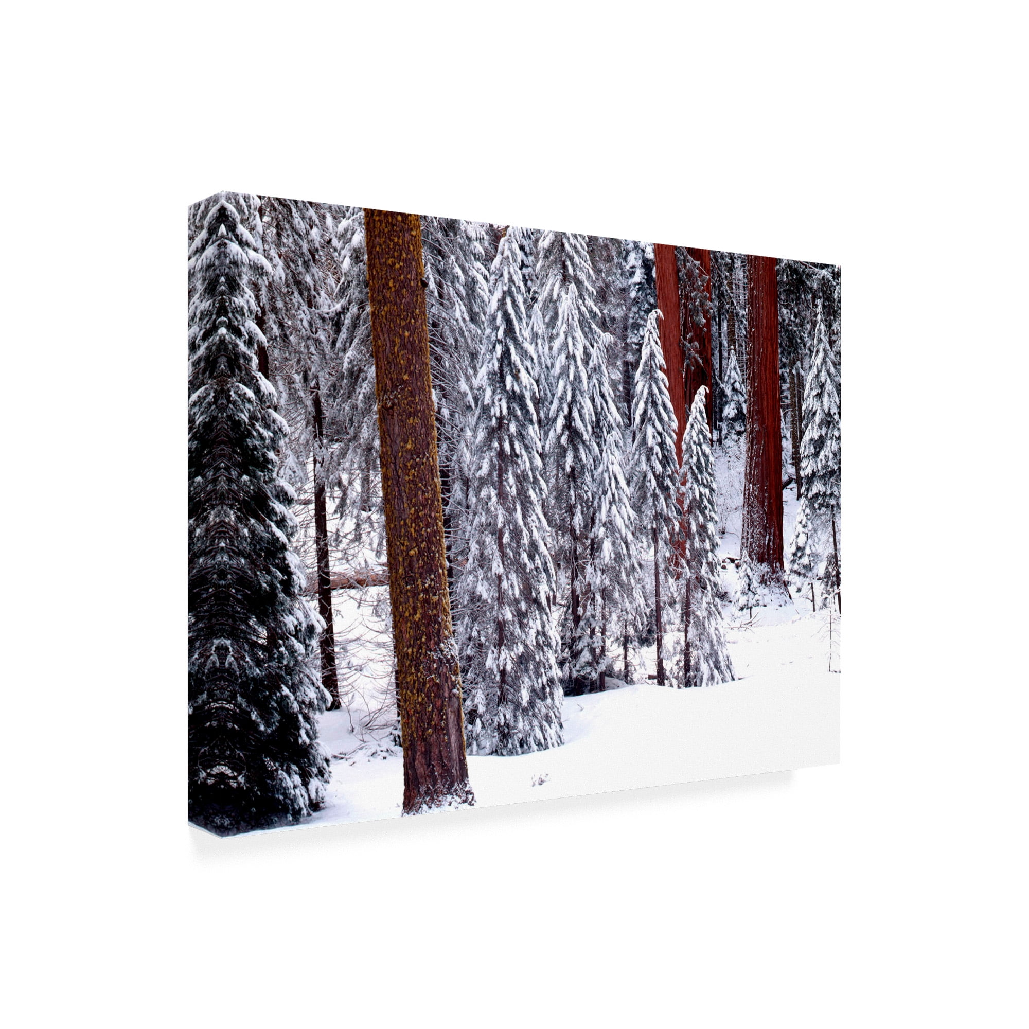 Trademark Fine Art 'Pines In Winter California' Canvas Art by Monte Nagler