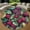 Christmas Mulberry 1, variant on Round Area Rug, Art Nouveau Wolf Couple 4 Non-Slip Floor Mat, Soft Washable Carpet for Living Room Bedroom Decor 24 Inch