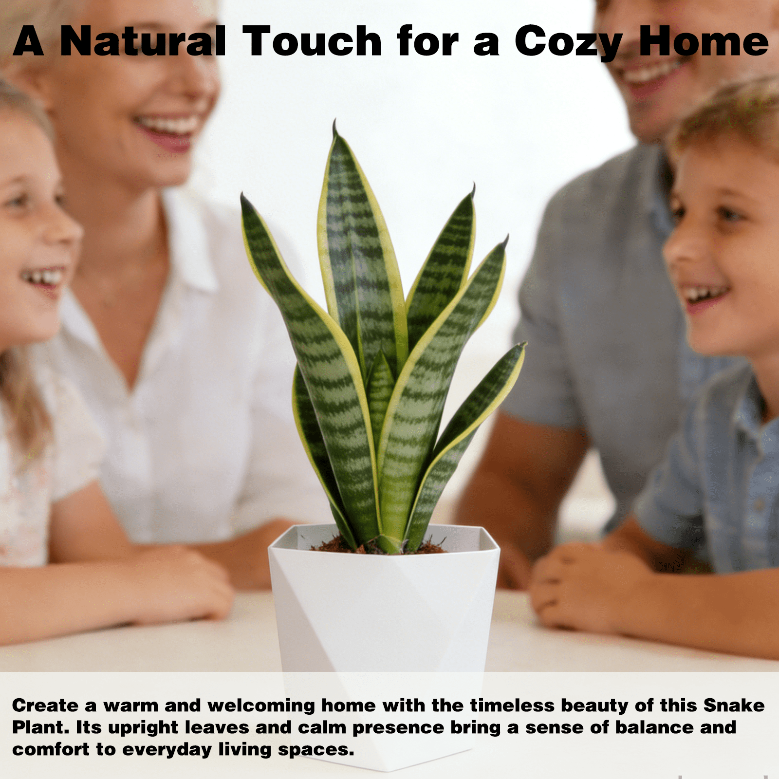 Snake Plant Indoor Potted Plant 12 Inch, Sansevieria Mother in Law Tongue, Easy Care Low Light Air Purifying Plant for Home Office Desk Décor