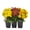 Orange, Red, Yellow, variant on Expert Gardener Garden Mum Live Plants in Grower Pots, Orange Purple Yellow, 9 Count, 8 in