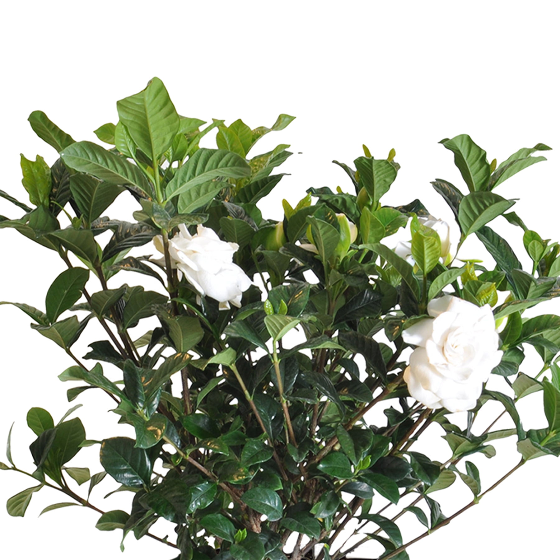 Aimee Gardenia Bush Live Plant 10-14 inches Tall in 10-inch Grower Pot by United Nursery