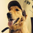 thumbnail image 1 of Upgrade Your Dog's Look with This Stylish Brown Sunproof Hat with Letter G Pattern, 1 of 4