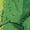 Green, variant on Teenage Mutant Ninja Turtles Boys' Front Back Graphic Tee with Short Sleeves, Sizes 4-18
