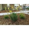 thumbnail image 3 of American Plant Exchange Yellow Bulbine, 6-Inch Pot, Flowering Landscape Plant, Light Shade, Drought Tolerant, Zones 9-11, Annual Below Zone 9, 3 of 6