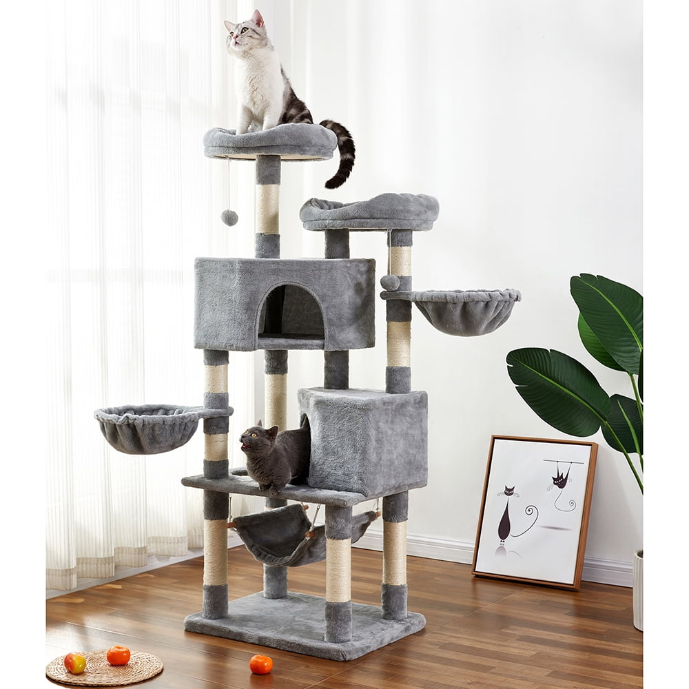 cat condominium