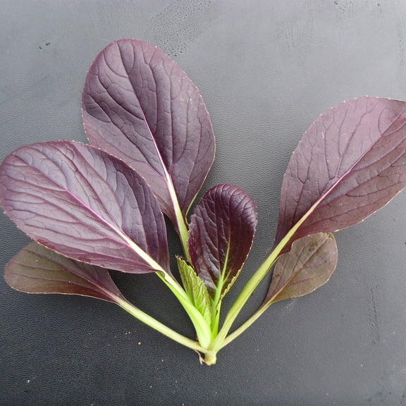 Cabbage Seeds - Pak Choi - Da Hong Summer - Hybrid - 2 g Packet ~684 Seeds - Non-GMO, F1 Hybrid - Asian Garden Vegetable