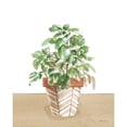 thumbnail image 3 of Grove, Beth 20x24 Black Modern Framed Museum Art Print Titled - Herb Garden II White, 3 of 5