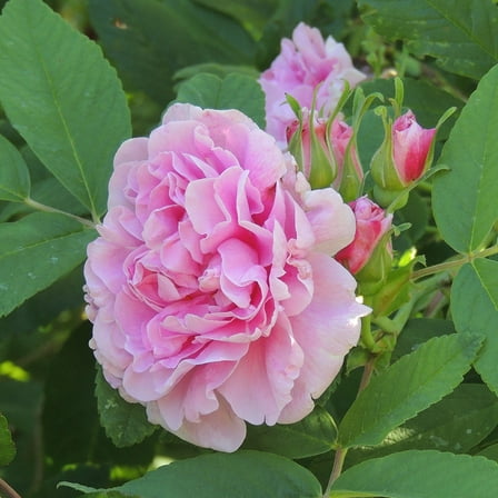 Heirloom Roses 12-15 inches tall Pink Therèse Bugnet Rugosa Rose Bush Live plant