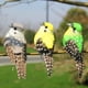 thumbnail image 4 of 12 piezas de pájaros artificiales simulados Nikou Decoración de bodas y hogares, 4 of 11