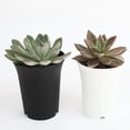 thumbnail image 3 of OUNONA Set of 10 Small White Plastic Flower Pots, Reusable for Office, Home, Furniture Decoration, 3 of 8